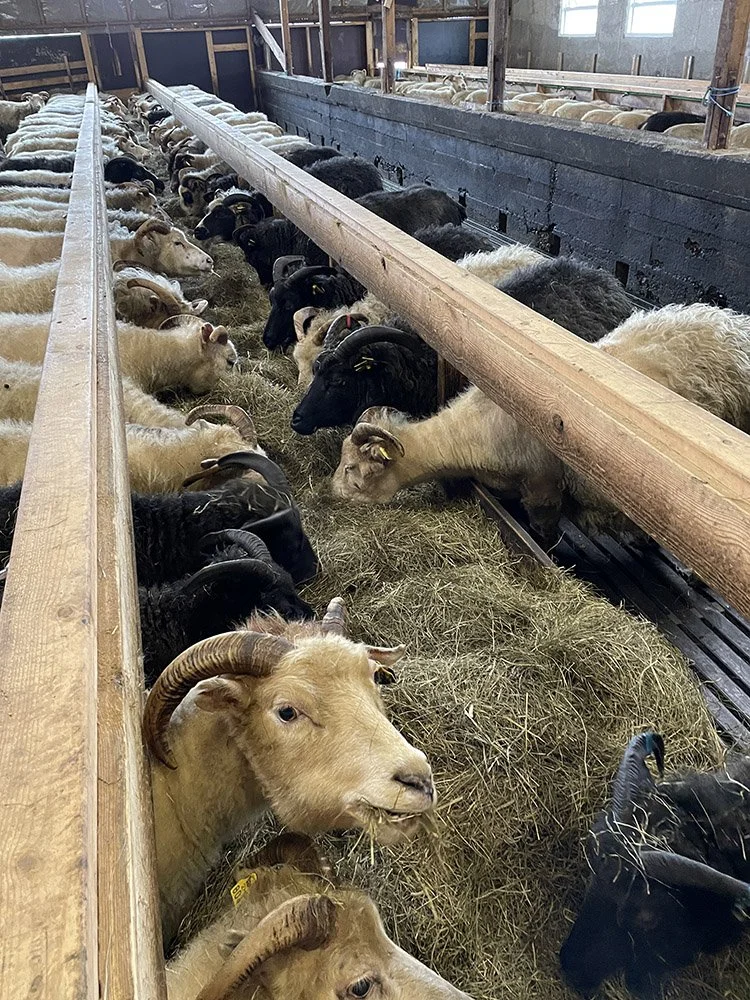 Icelandic sheep: the fleece and my experience spinning it